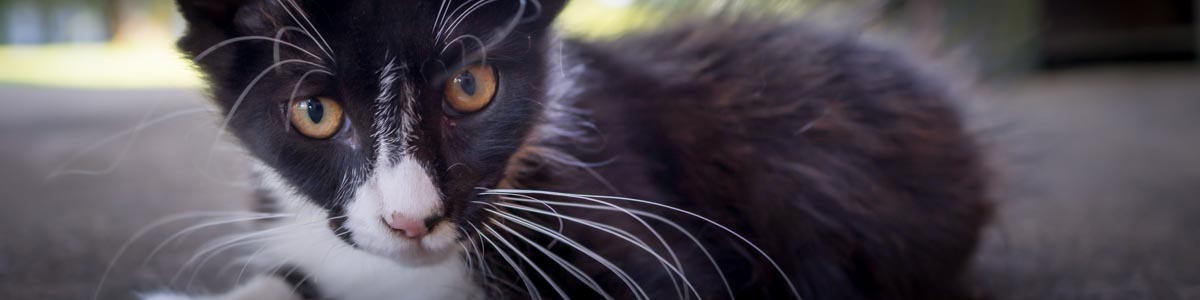 Cat with Whiskers