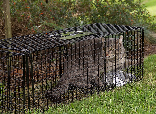 VEVOR Live Animal Cage Trap 24 x 8 x 8 Humane Cat Trap Cats